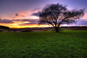 green, Sunset, Landscapes, Nature, Trees, Grass