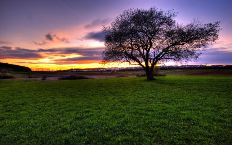 green, Sunset, Landscapes, Nature, Trees, Grass HD Wallpaper Desktop Background