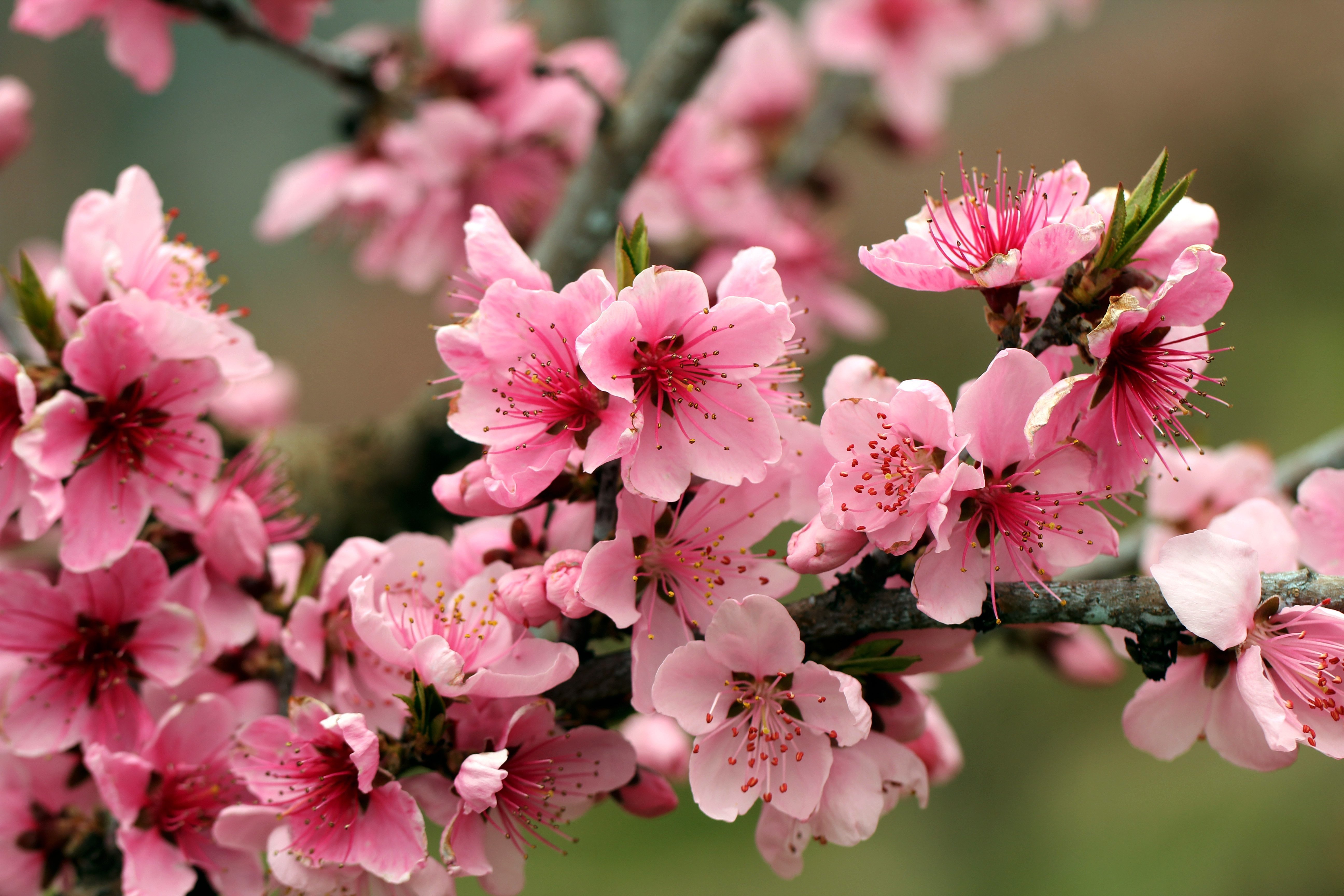 apple, Tree, Bright, Spring, Pink, Flowers, Petals, Bloss Wallpaper