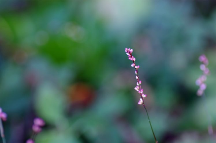 twig, Pink, Buds, Flowers, Macro HD Wallpaper Desktop Background