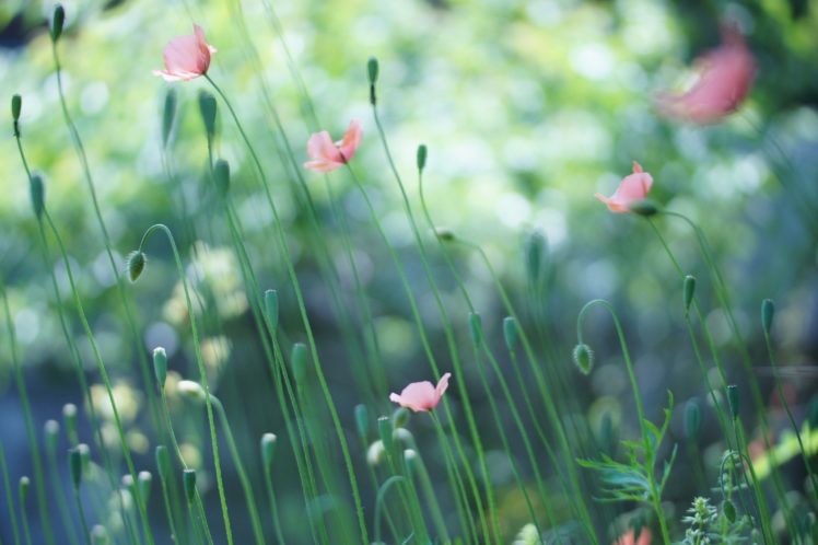 field, Poppies, Pink, Buds, Flower HD Wallpaper Desktop Background