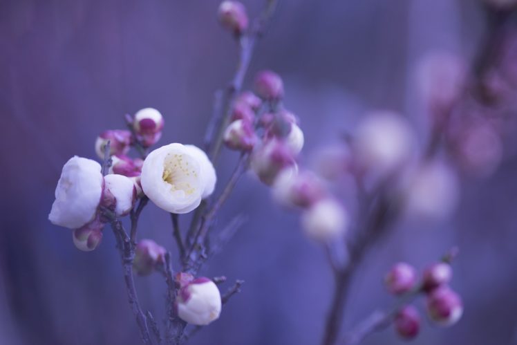 white, Pink, Flowers, Petals, Buds HD Wallpaper Desktop Background