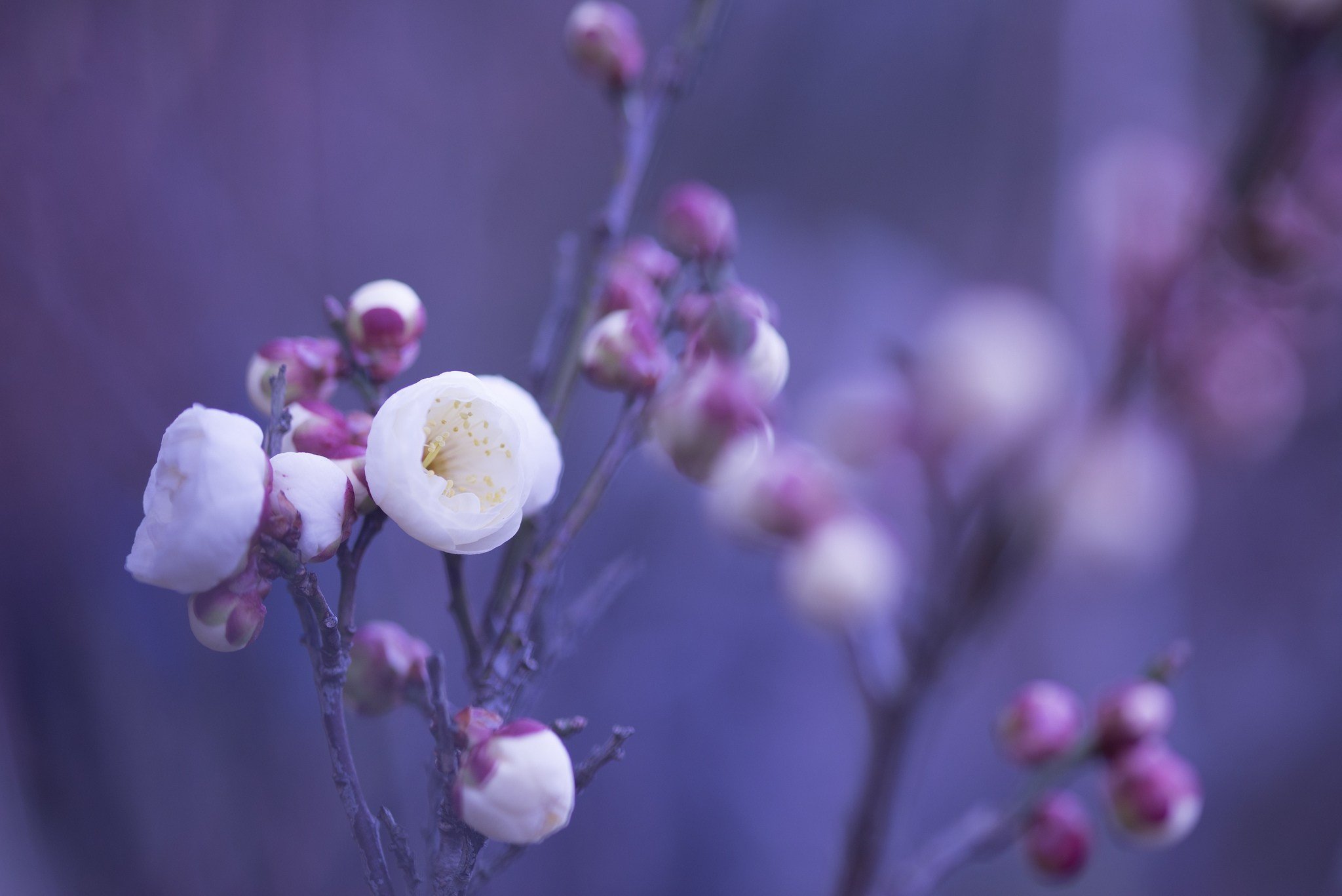 white, Pink, Flowers, Petals, Buds Wallpaper