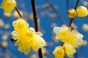 branch, Buds, Sky, Spring, Yellow, Flower