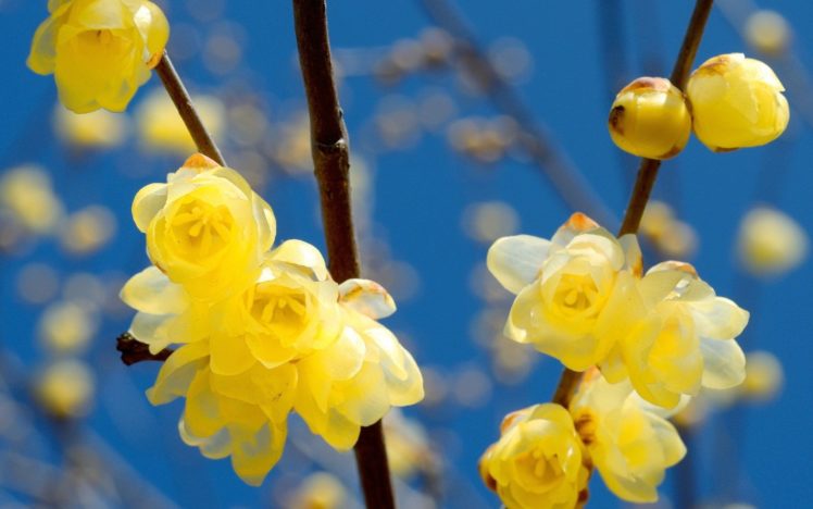 branch, Buds, Sky, Spring, Yellow, Flower HD Wallpaper Desktop Background