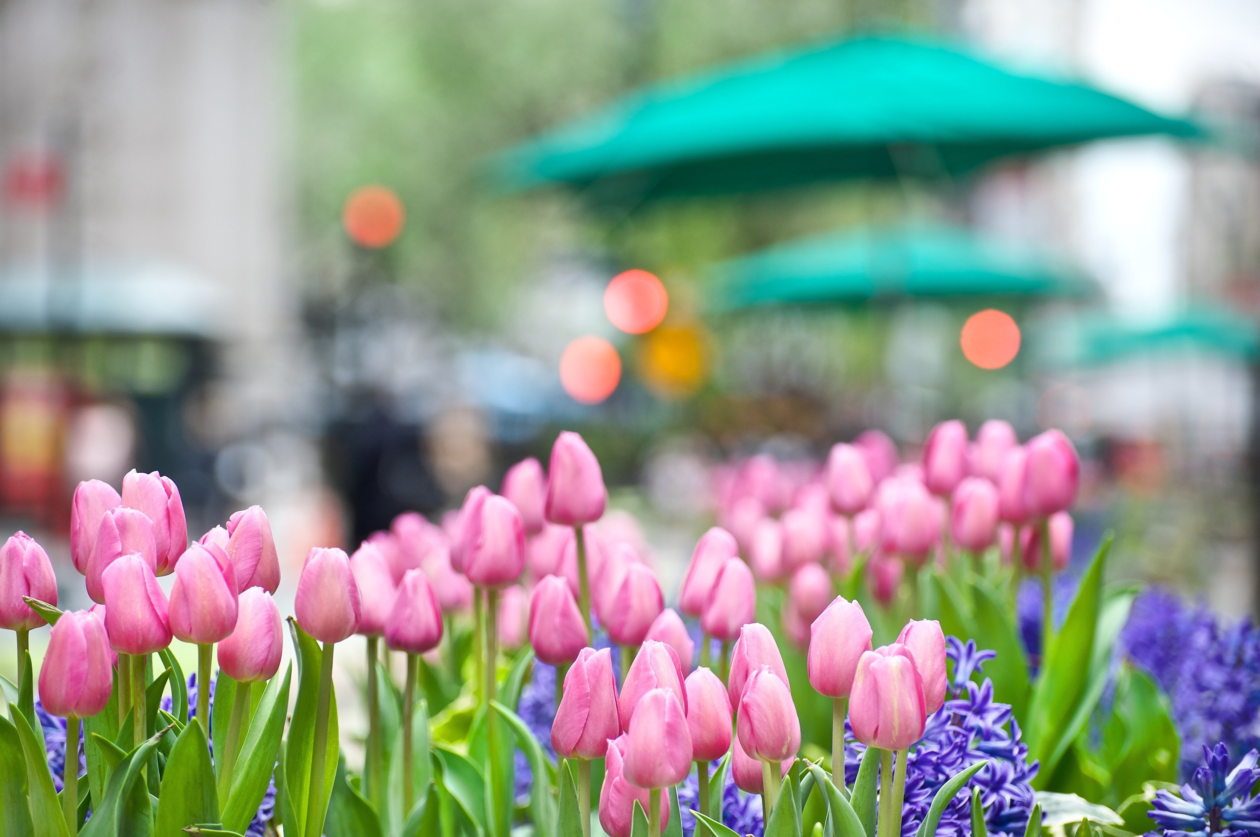 tulips, Pink, Flowers, Bud, Hyacinth Wallpaper