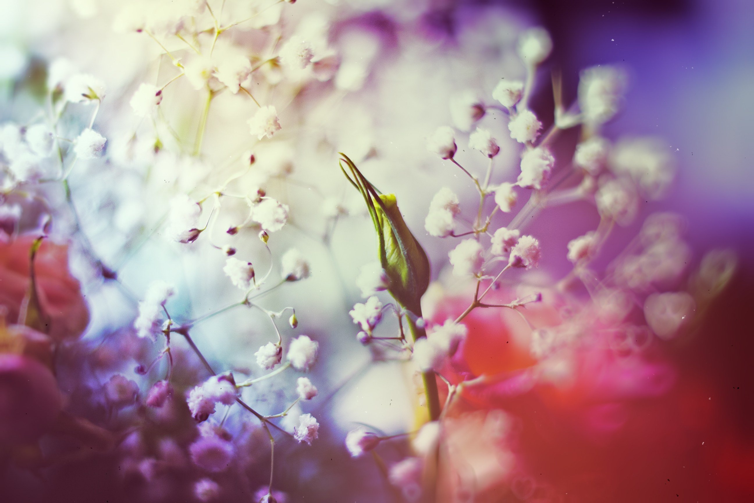 color, Buds, Rose, Flower Wallpaper