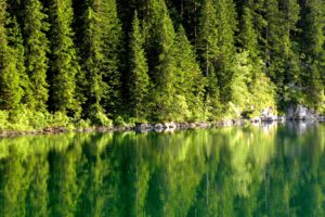 nature, Trees, Lakes, Lakeside