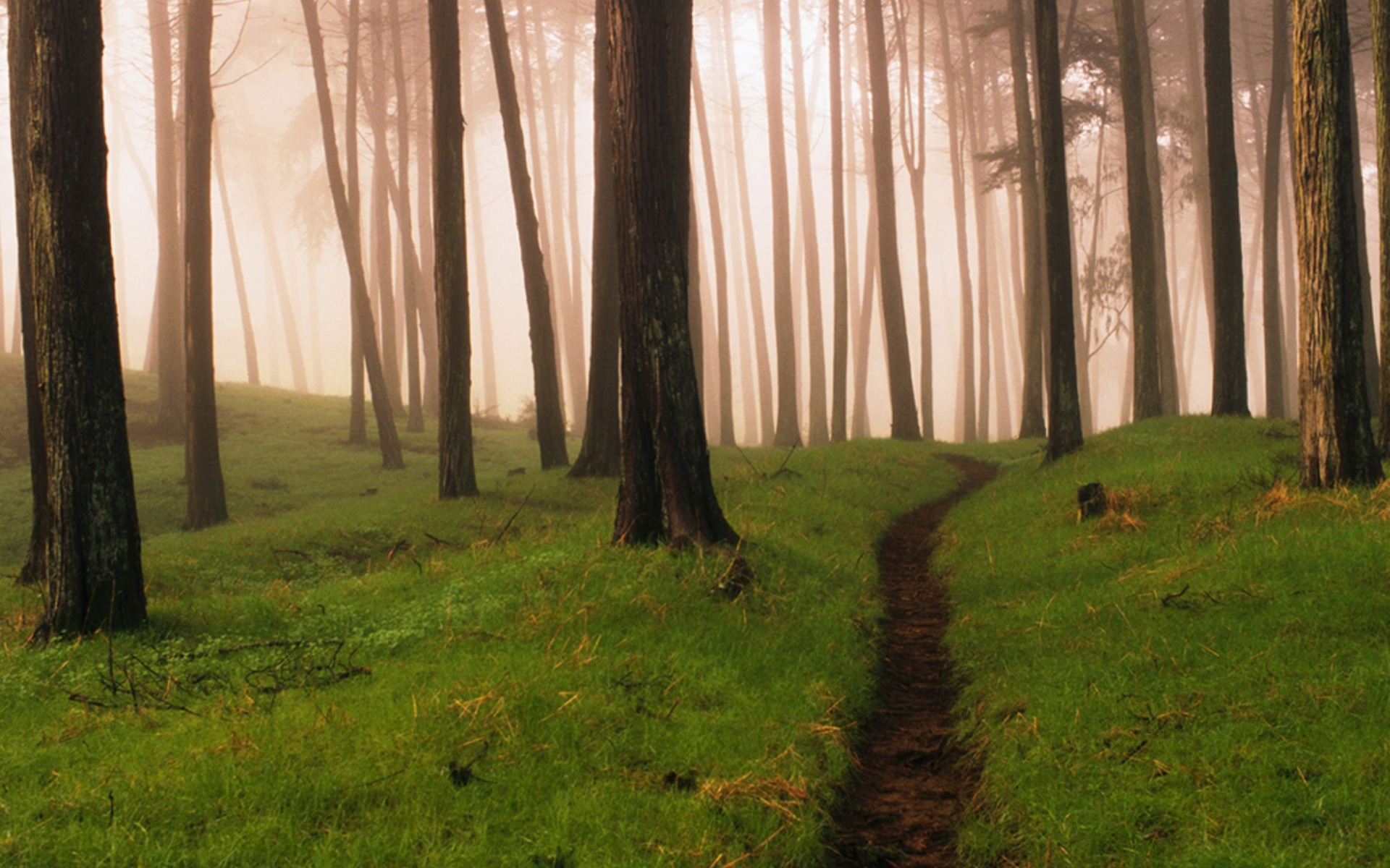 forest, Path Wallpaper
