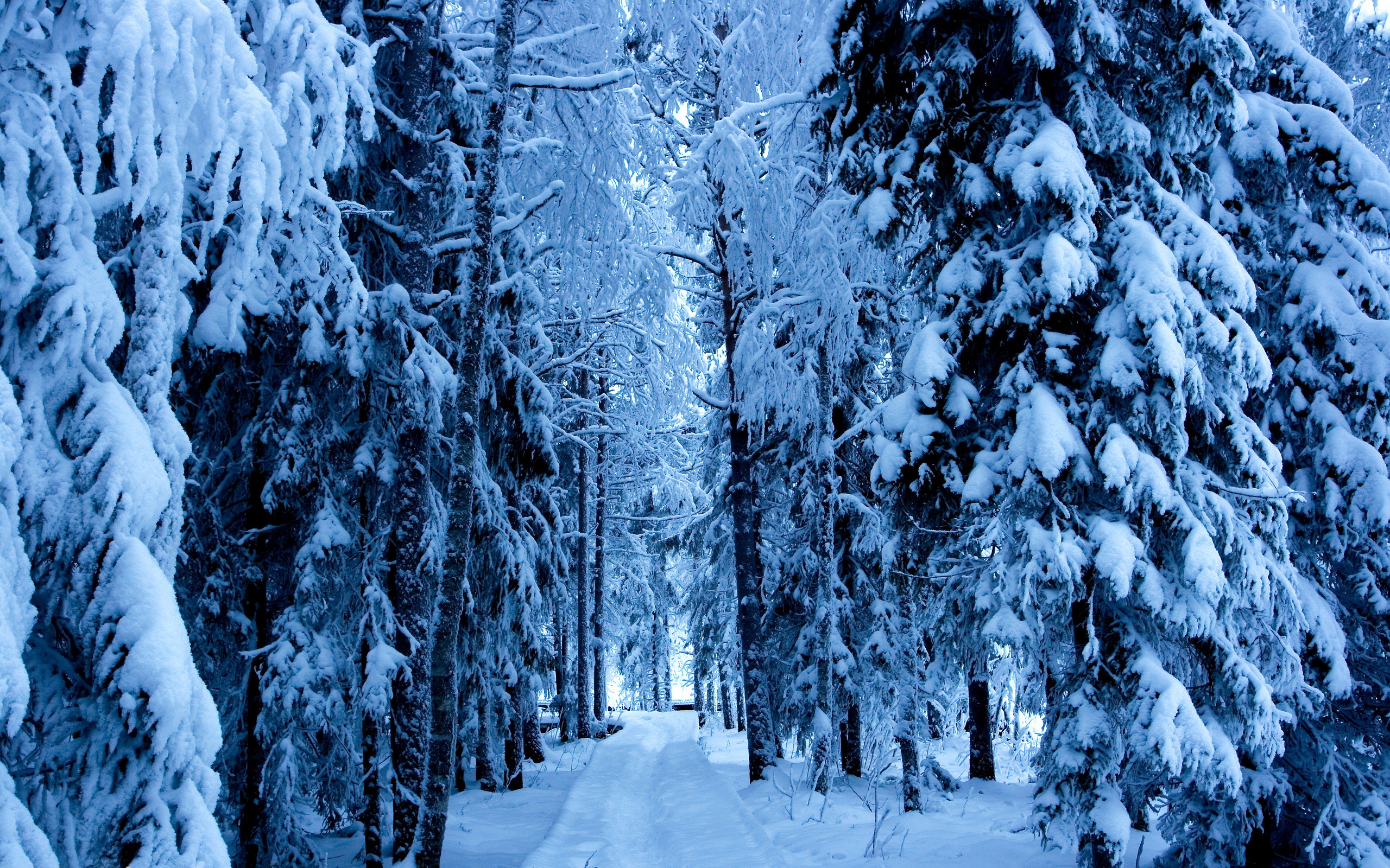 nature, Winter, Snow, Trees Wallpaper