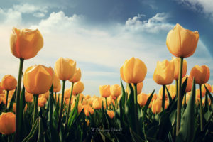 yellow, Tulips