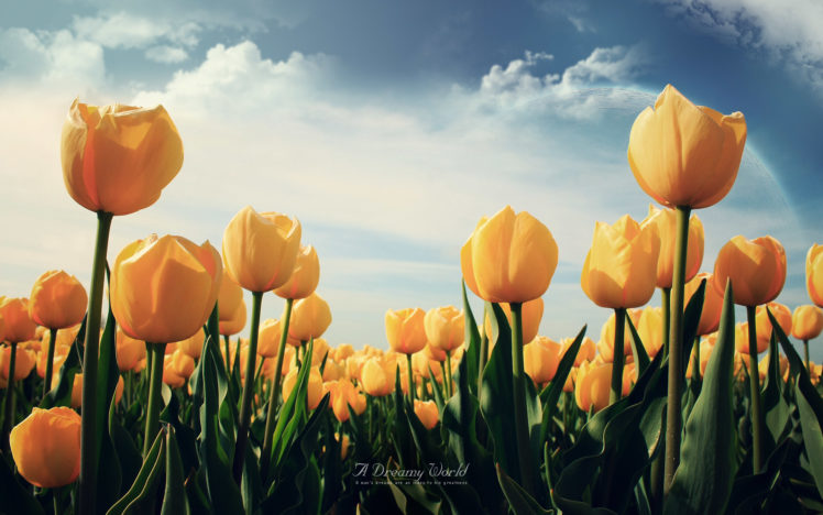 yellow, Tulips HD Wallpaper Desktop Background