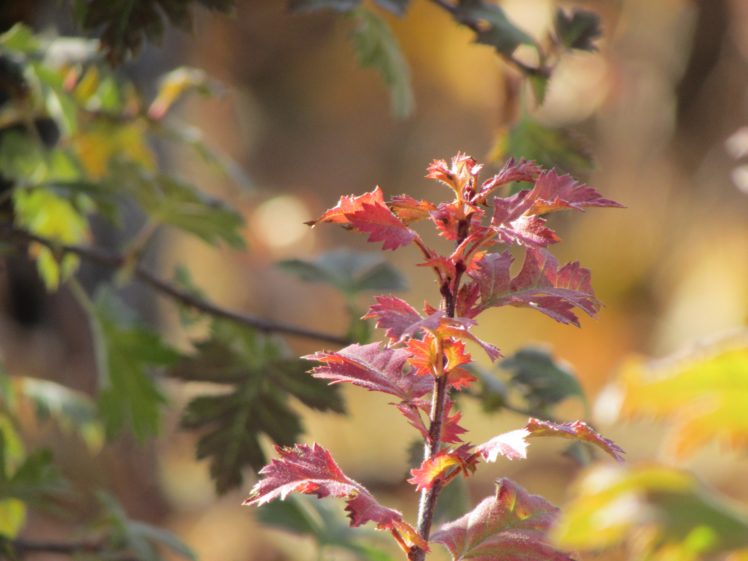 567938 HD Wallpaper Desktop Background