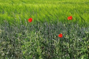 field, Flower, Red, Gree