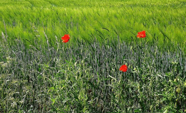 field, Flower, Red, Gree HD Wallpaper Desktop Background