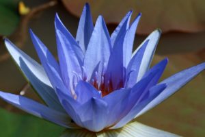 blue, Lotus