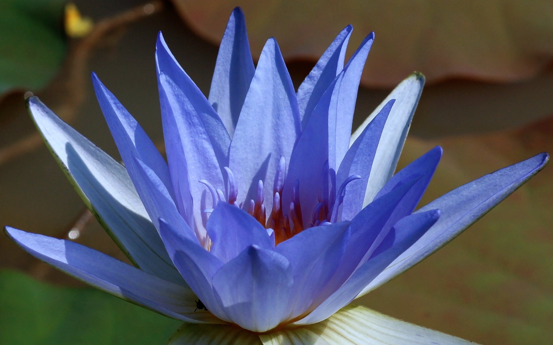 blue, Lotus Wallpapers HD / Desktop and Mobile Backgrounds