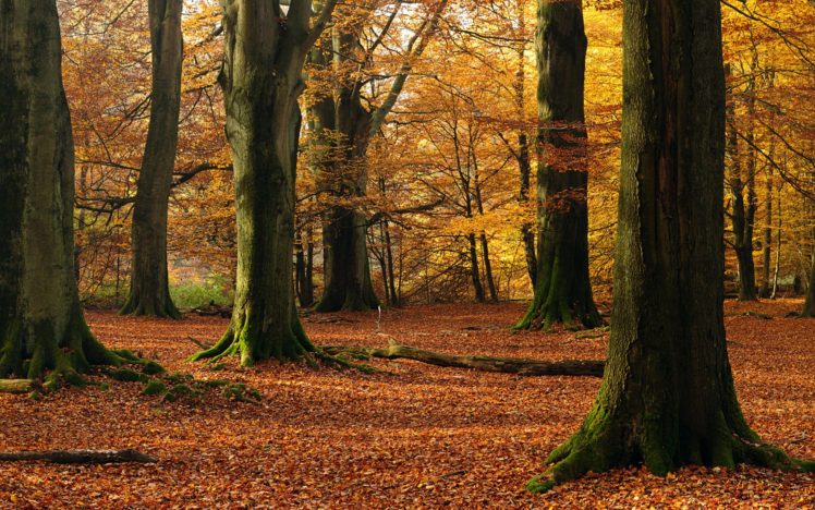 forest, In, Autumn HD Wallpaper Desktop Background