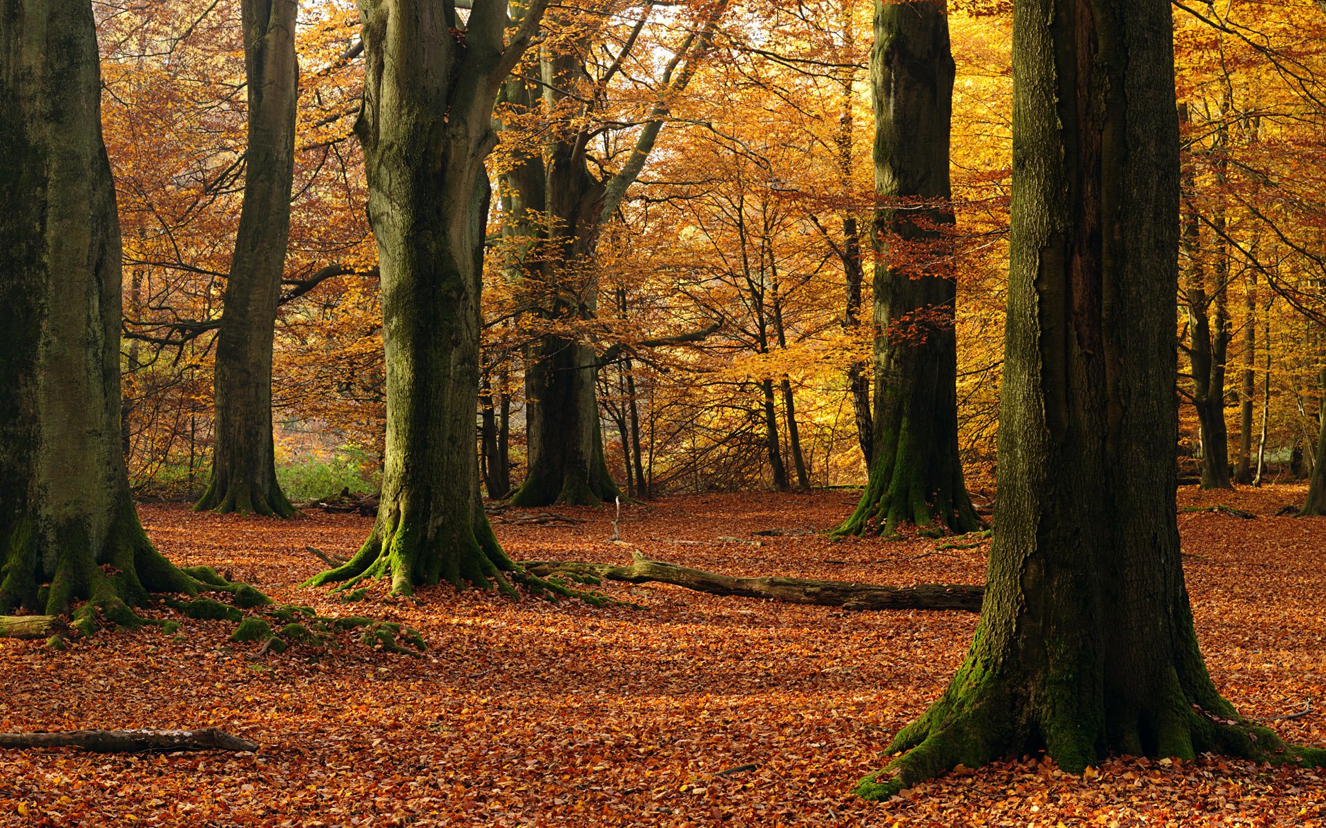 forest, In, Autumn Wallpaper