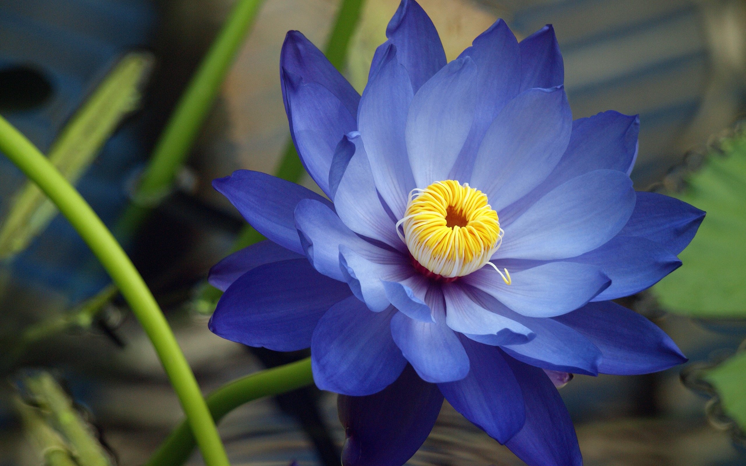 blue, Lotus Wallpaper