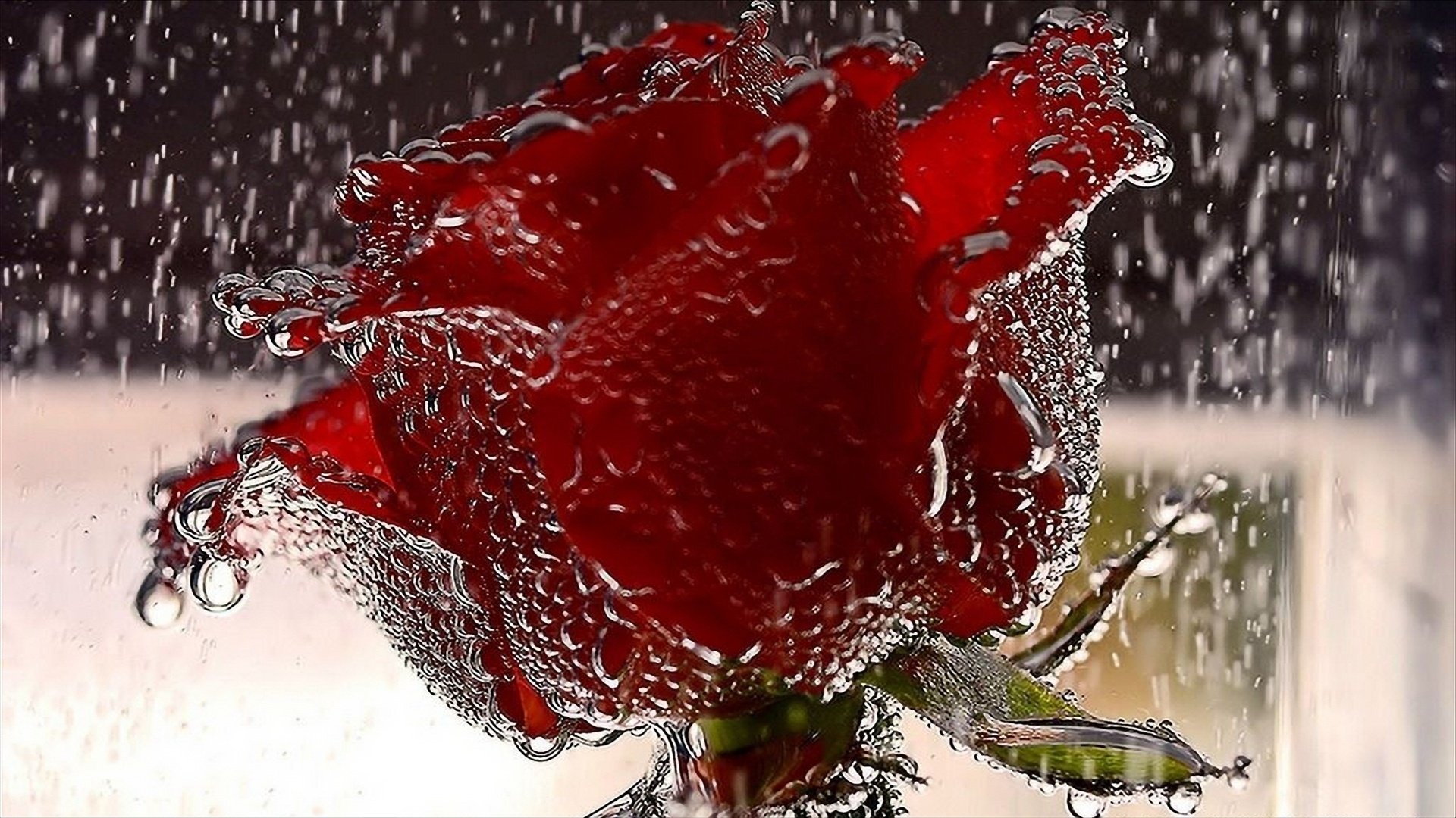 red, Rose Wallpaper