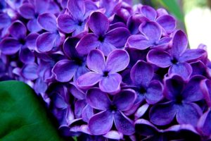 purple, Flower