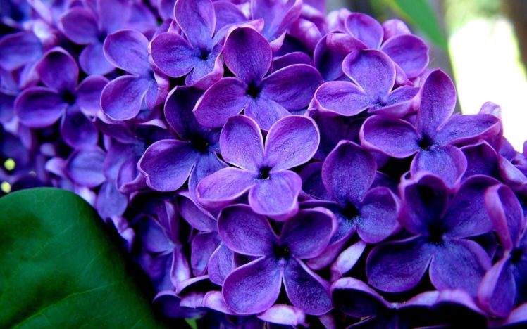 purple, Flower HD Wallpaper Desktop Background