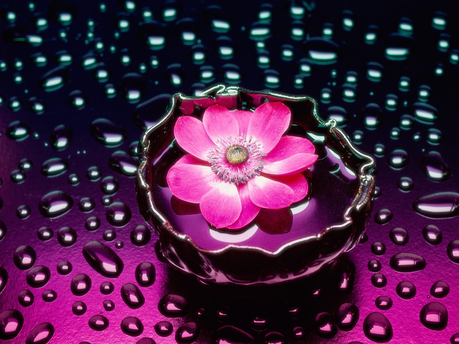flower, With, Drops Wallpaper