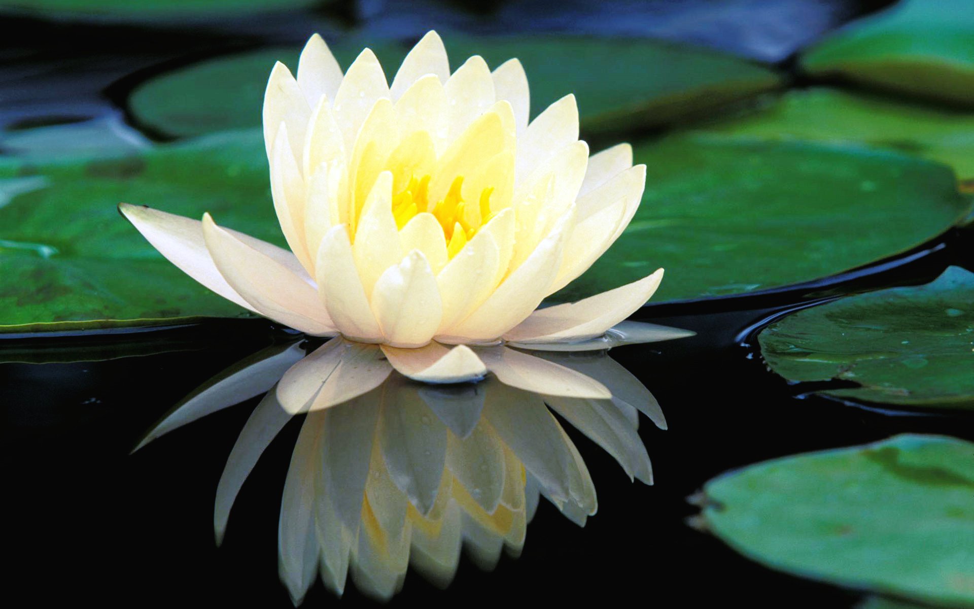 white lotus - photo #24