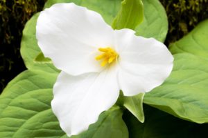 white, Flower
