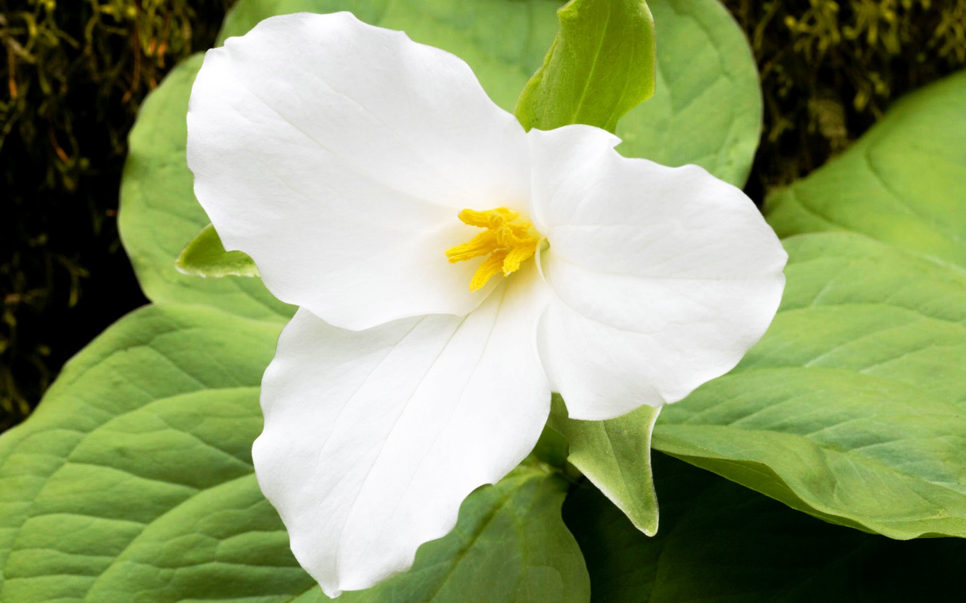 white, Flower Wallpaper