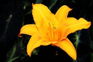 lily, Flower