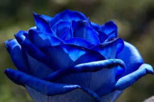 blue, Rose