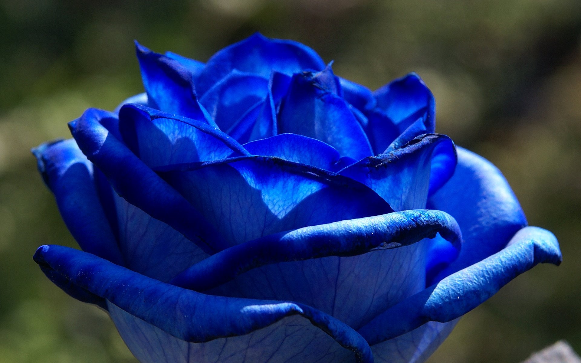 blue, Rose Wallpaper