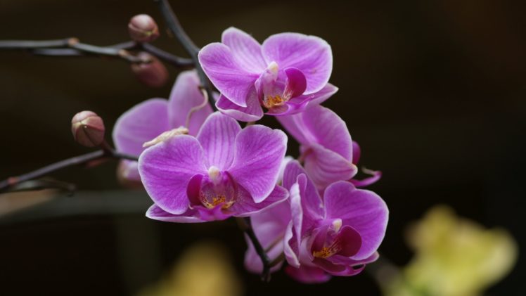orchids HD Wallpaper Desktop Background