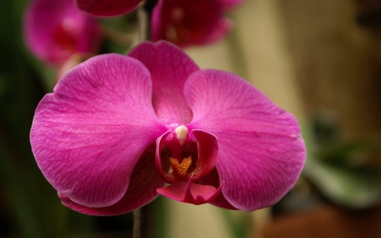 orchid HD Wallpaper Desktop Background