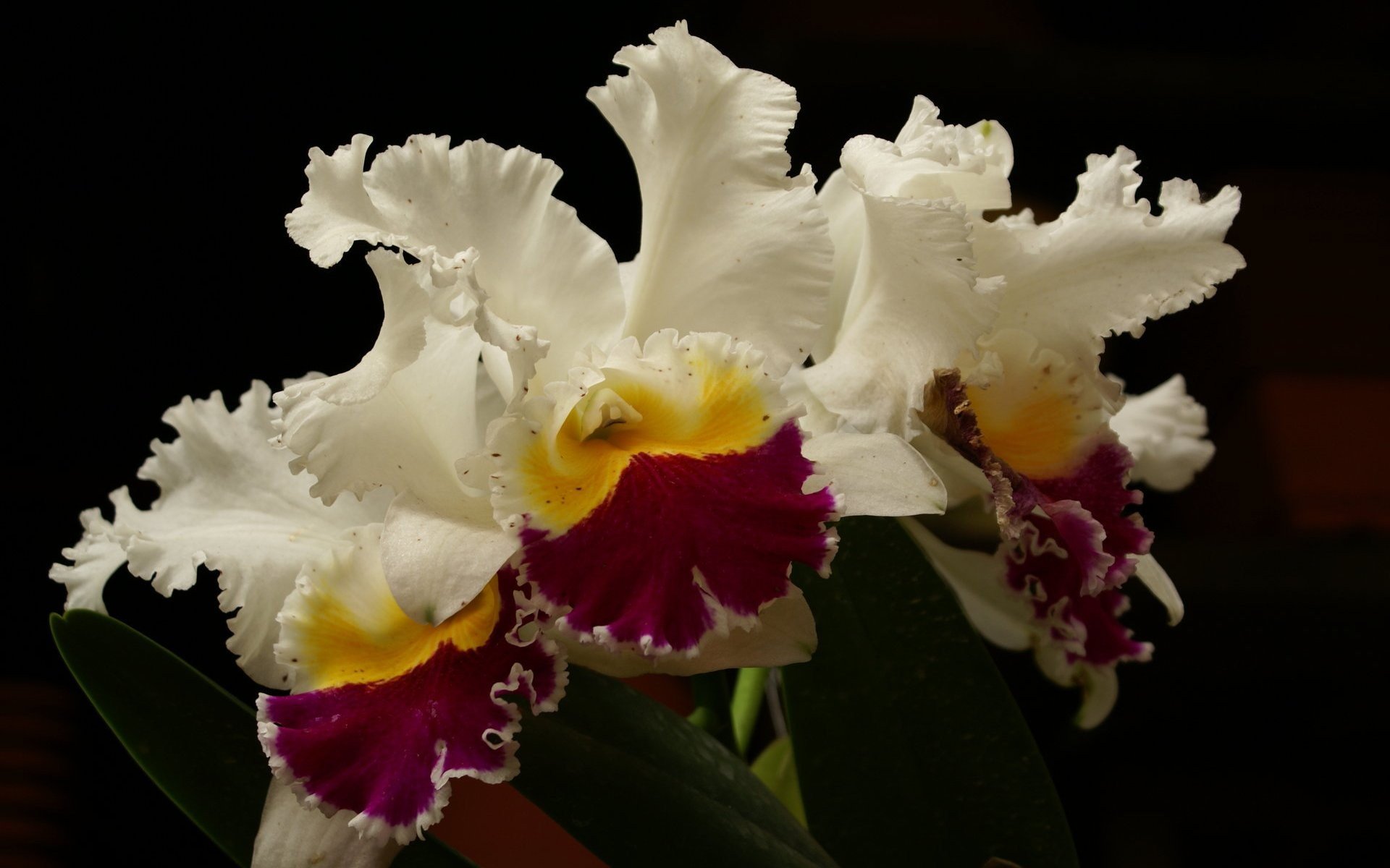 orchids Wallpaper