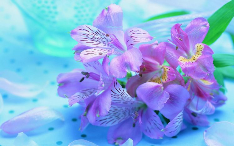 purple, Flowers HD Wallpaper Desktop Background