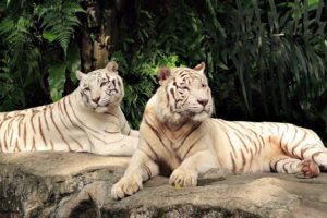 white, Tigers