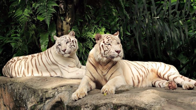 white, Tigers HD Wallpaper Desktop Background