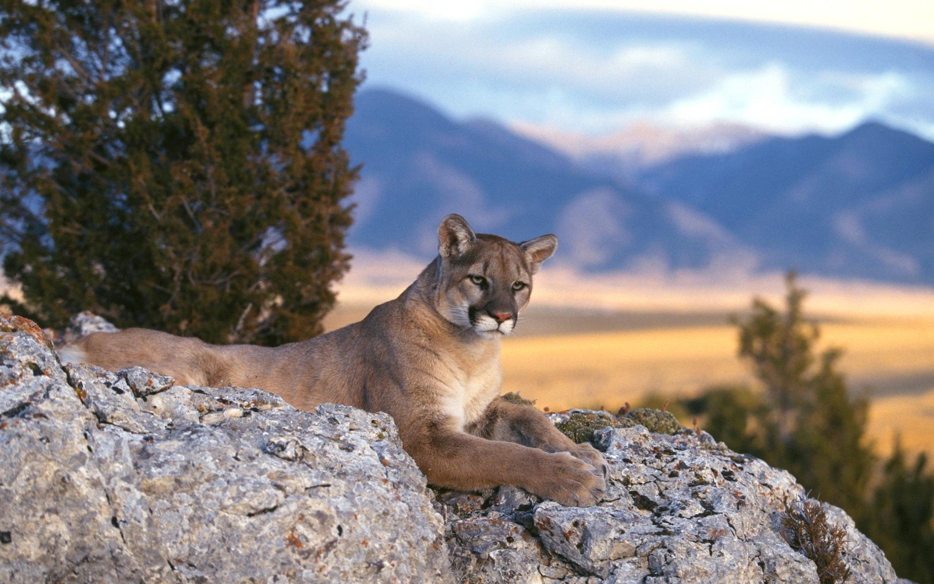 mountain, Cougar Wallpaper