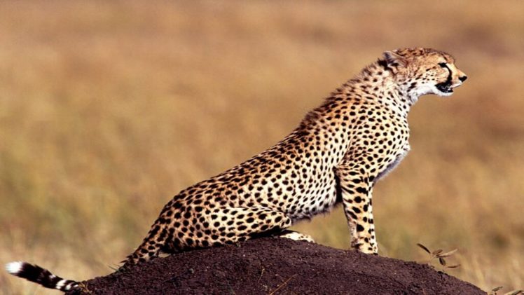 cheetah HD Wallpaper Desktop Background