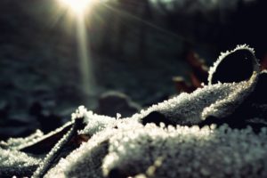 sunlight, Frost