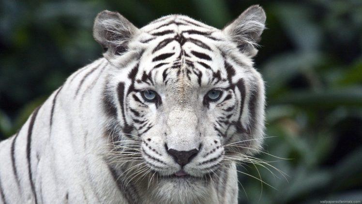white, Tiger HD Wallpaper Desktop Background