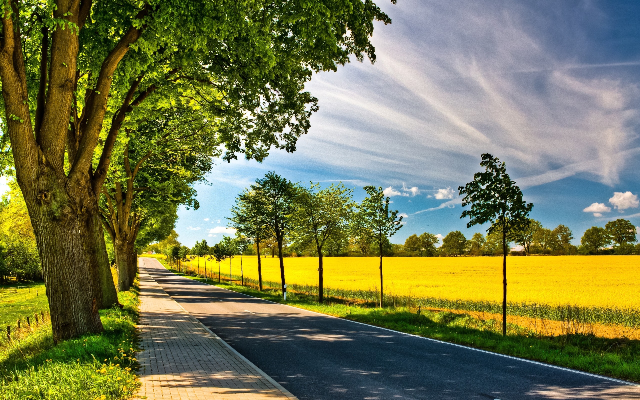 clouds, Trees, Leaves, Wildlife, Fields, Path, Spring,  season , Roads, Sunny Wallpaper