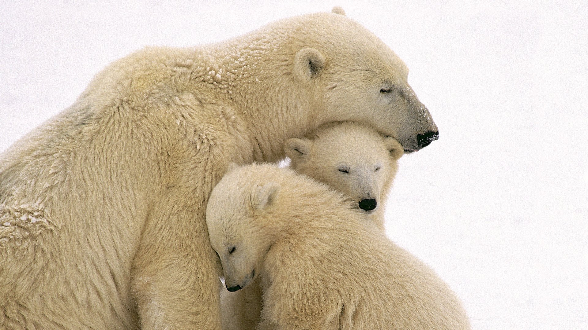 polar, Bears Wallpaper