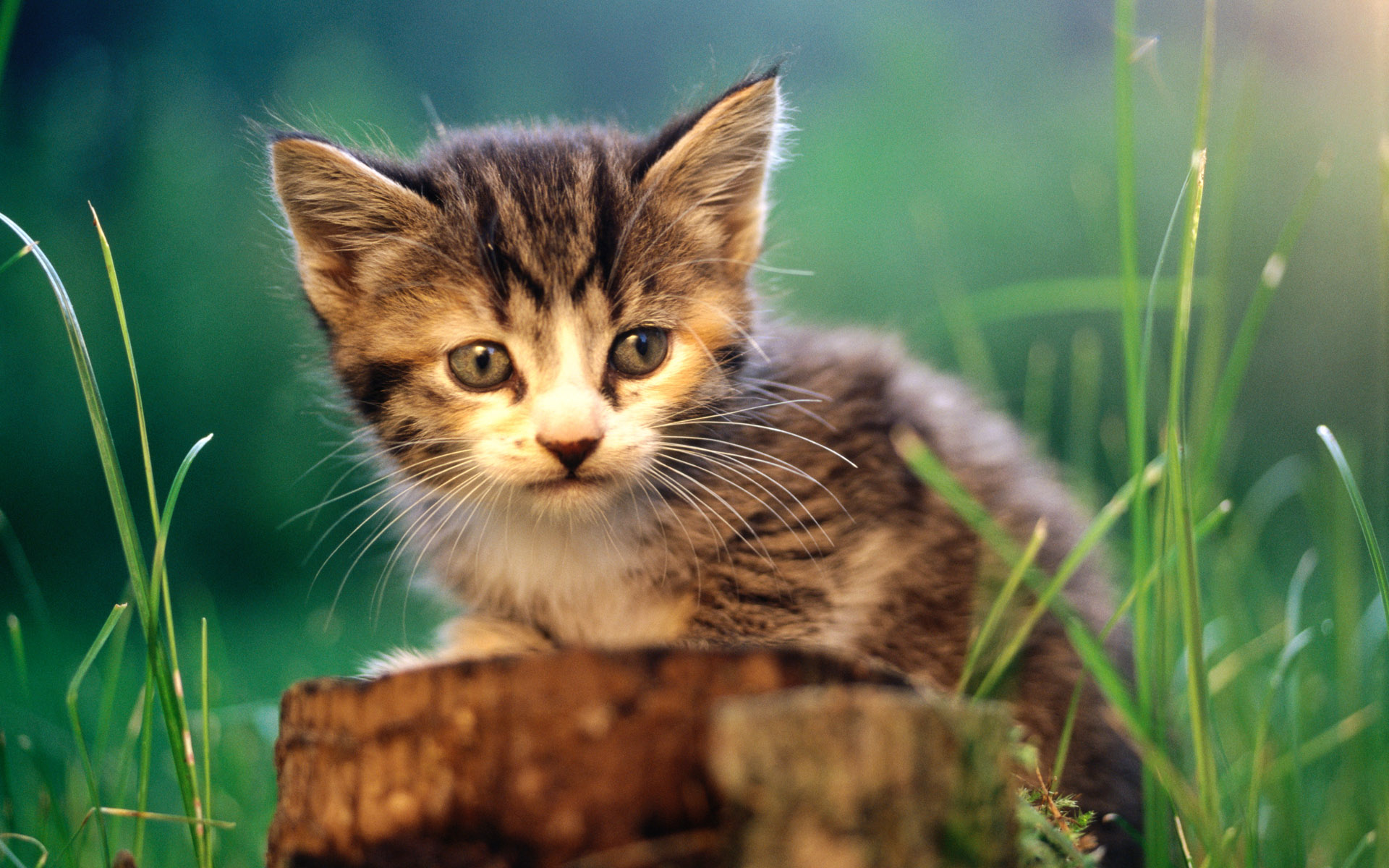 cats, Animals, Kittens Wallpaper