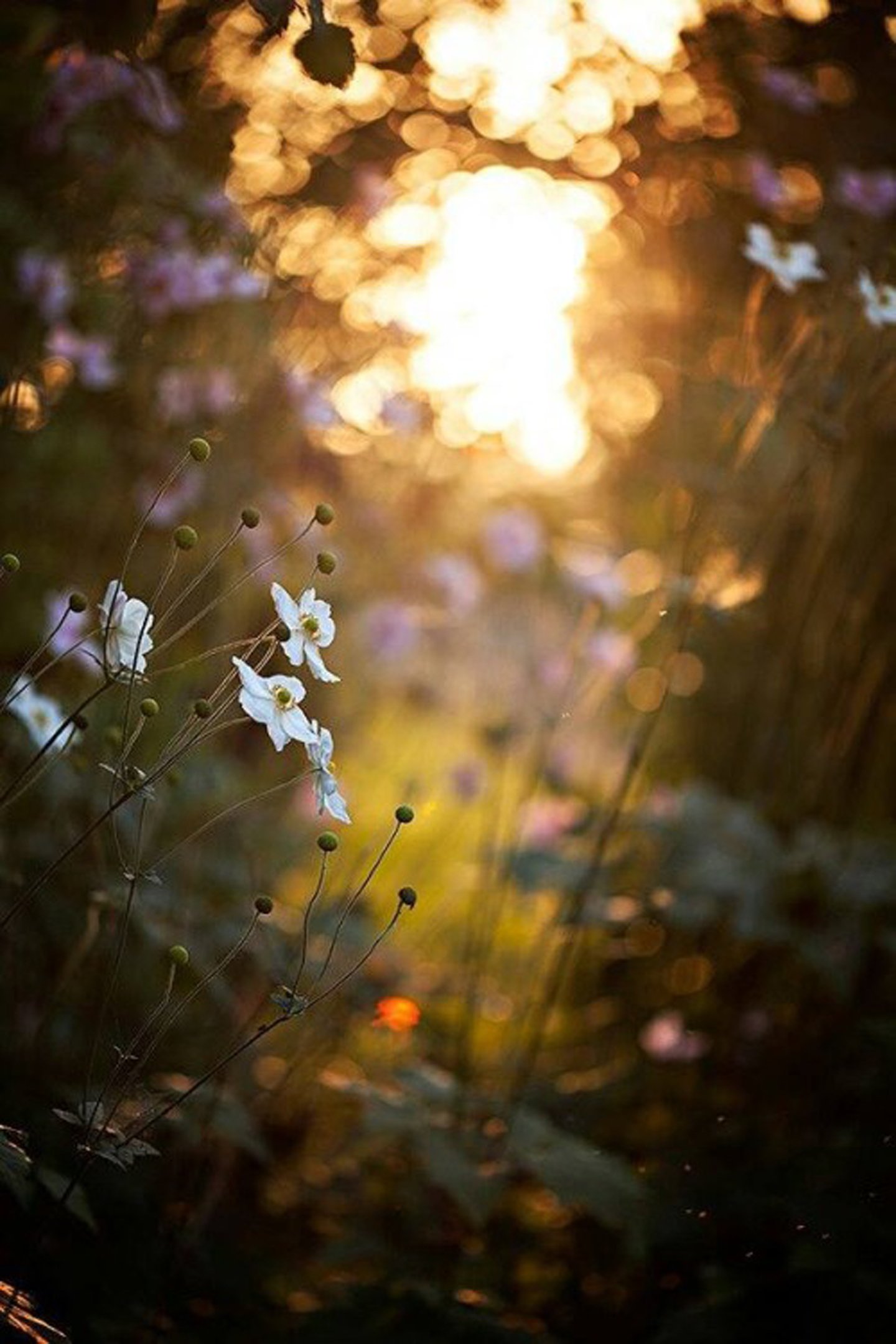 flower, Sunlight, Nature, Forest Wallpaper