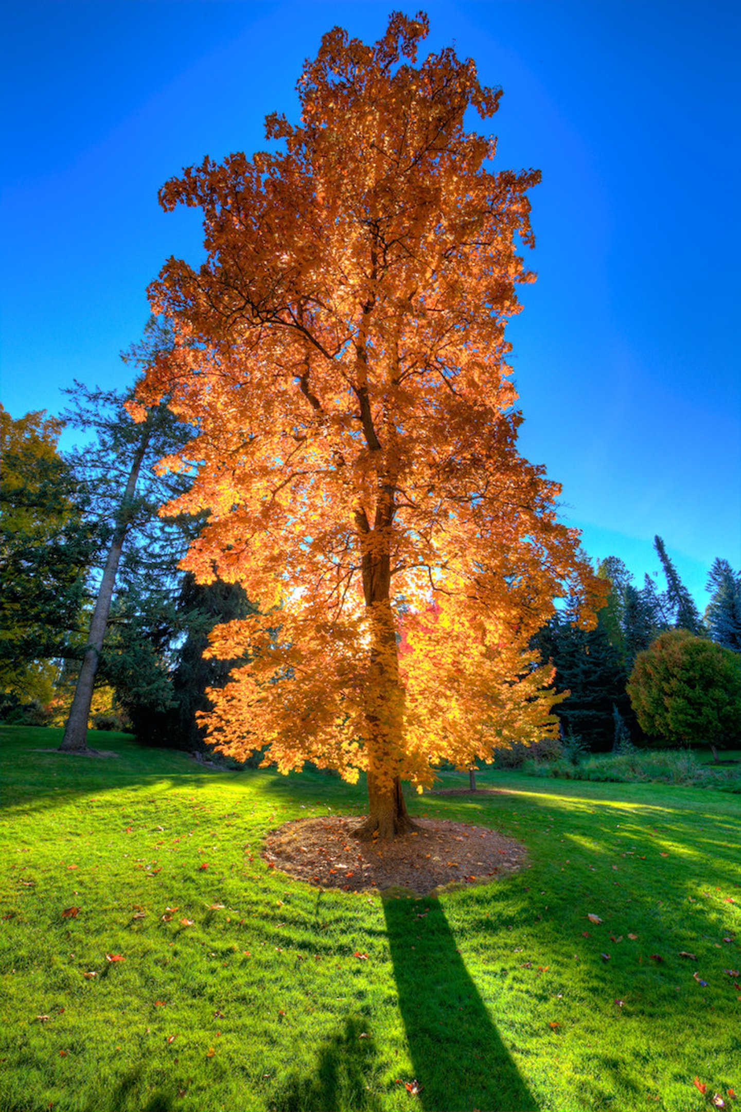 tree, Sunshine, Sunlight, Forest, Beauty Wallpaper