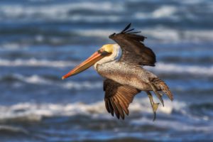 pelican, Blurred, Background, Birds